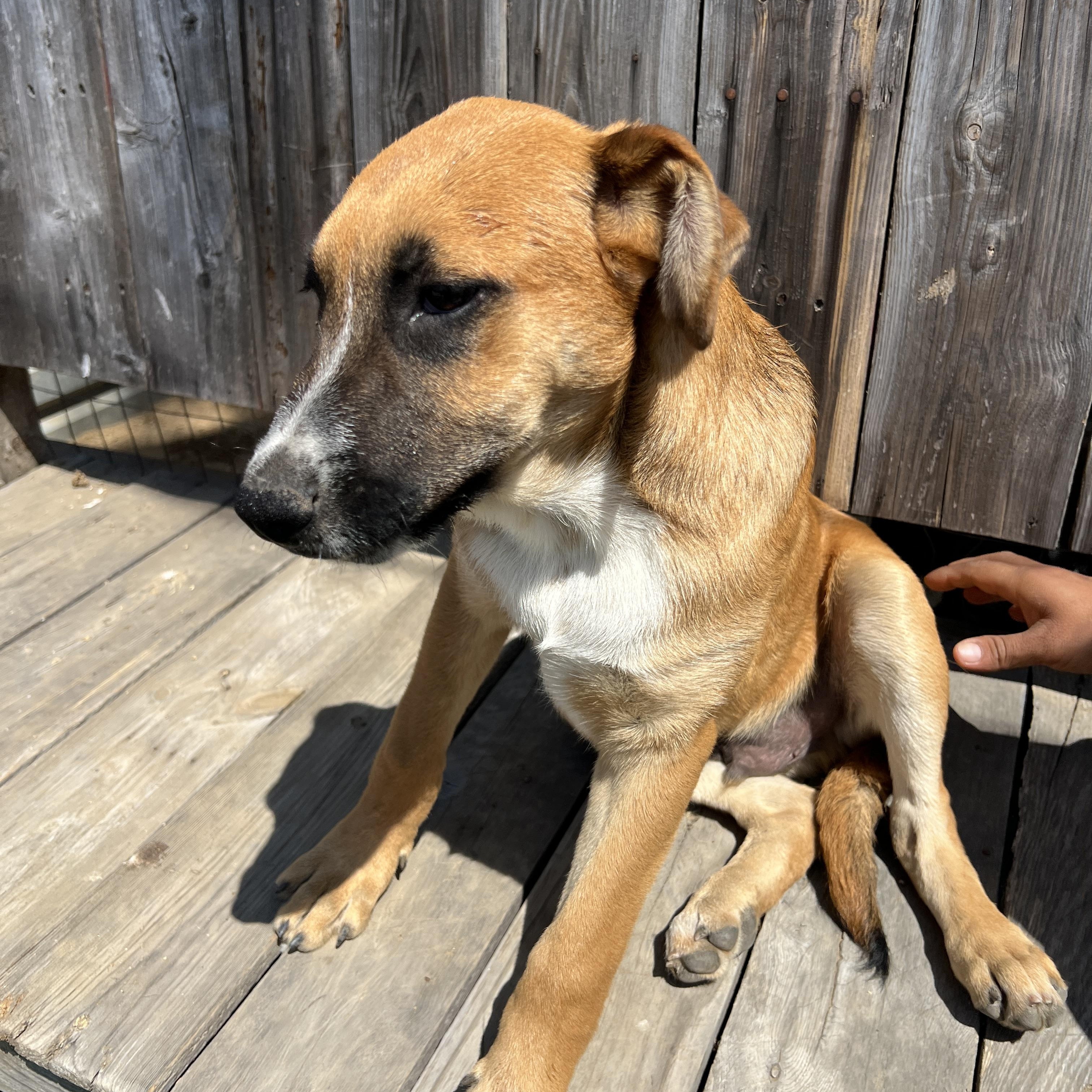 Enlarge Boone , a Adoptable mixed breed in Carlsbad, CA image 3/5