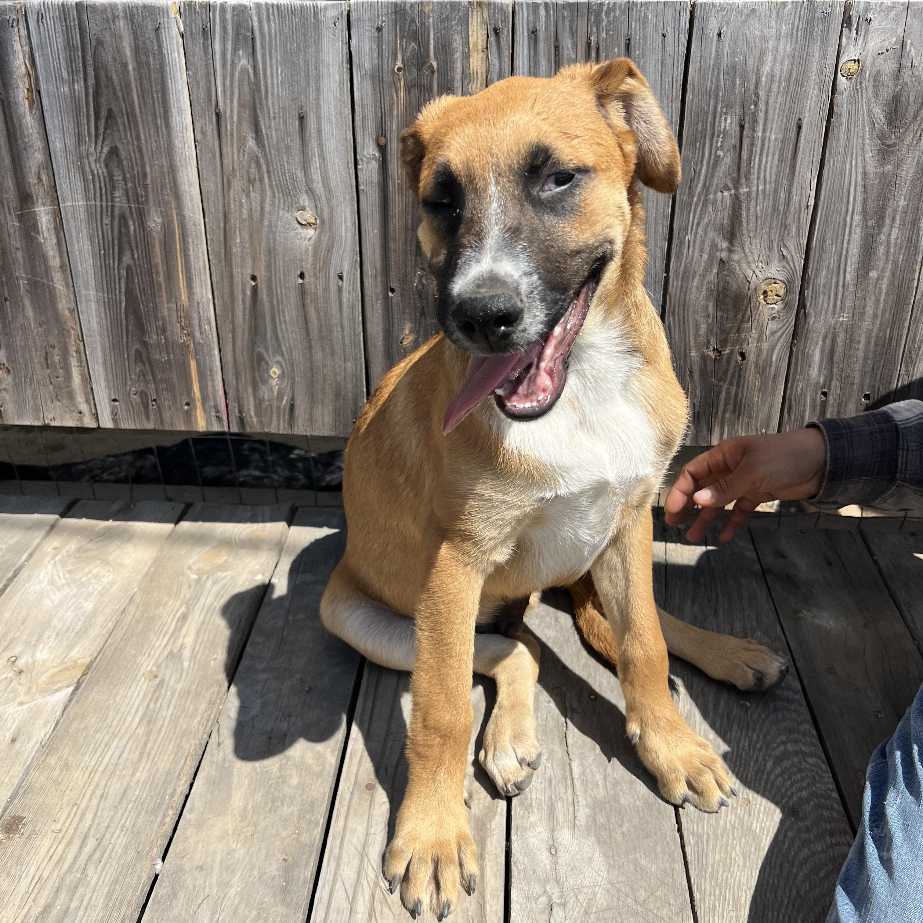 Enlarge Boone , a Adoptable mixed breed in Carlsbad, CA image 1/5