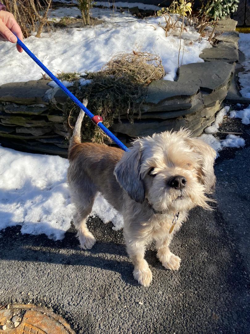 Libra, Adoptable, Adult Male Terrier.