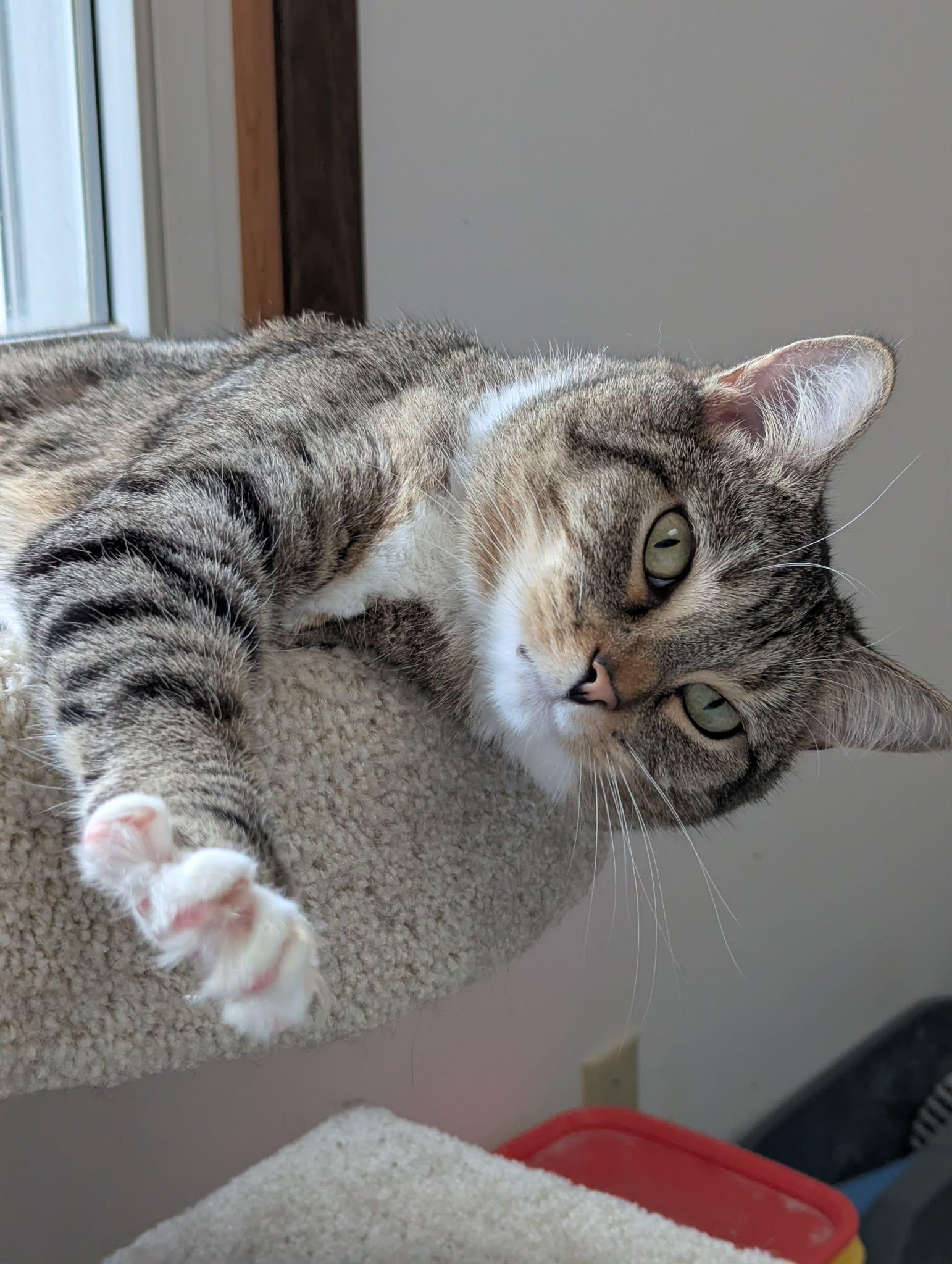LUCY, ADOPTABLE, Adult Female Domestic Short Hair.