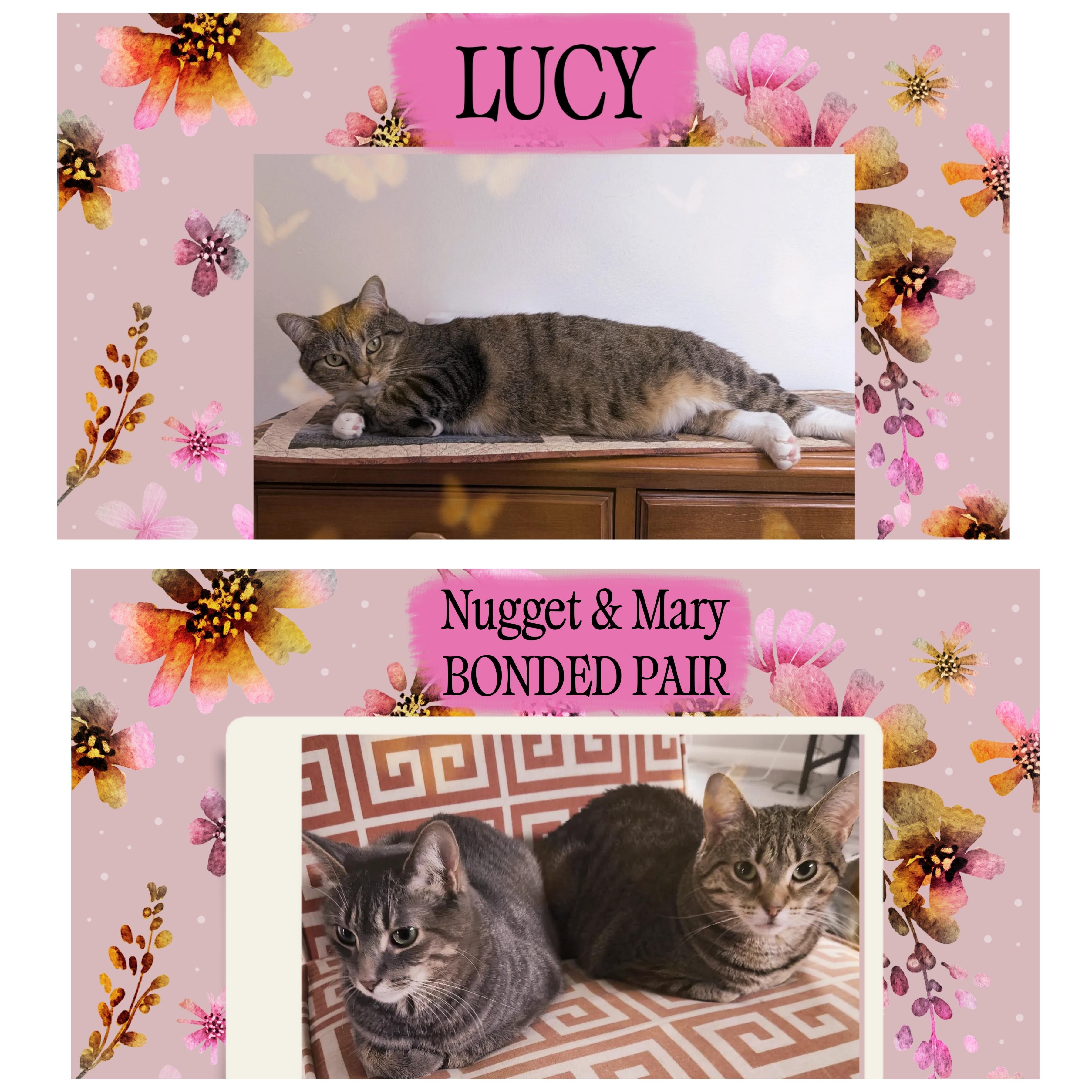 Enlarge LUCY, a ADOPTABLE Domestic Short Hair in Fitchburg, WI image 2/2