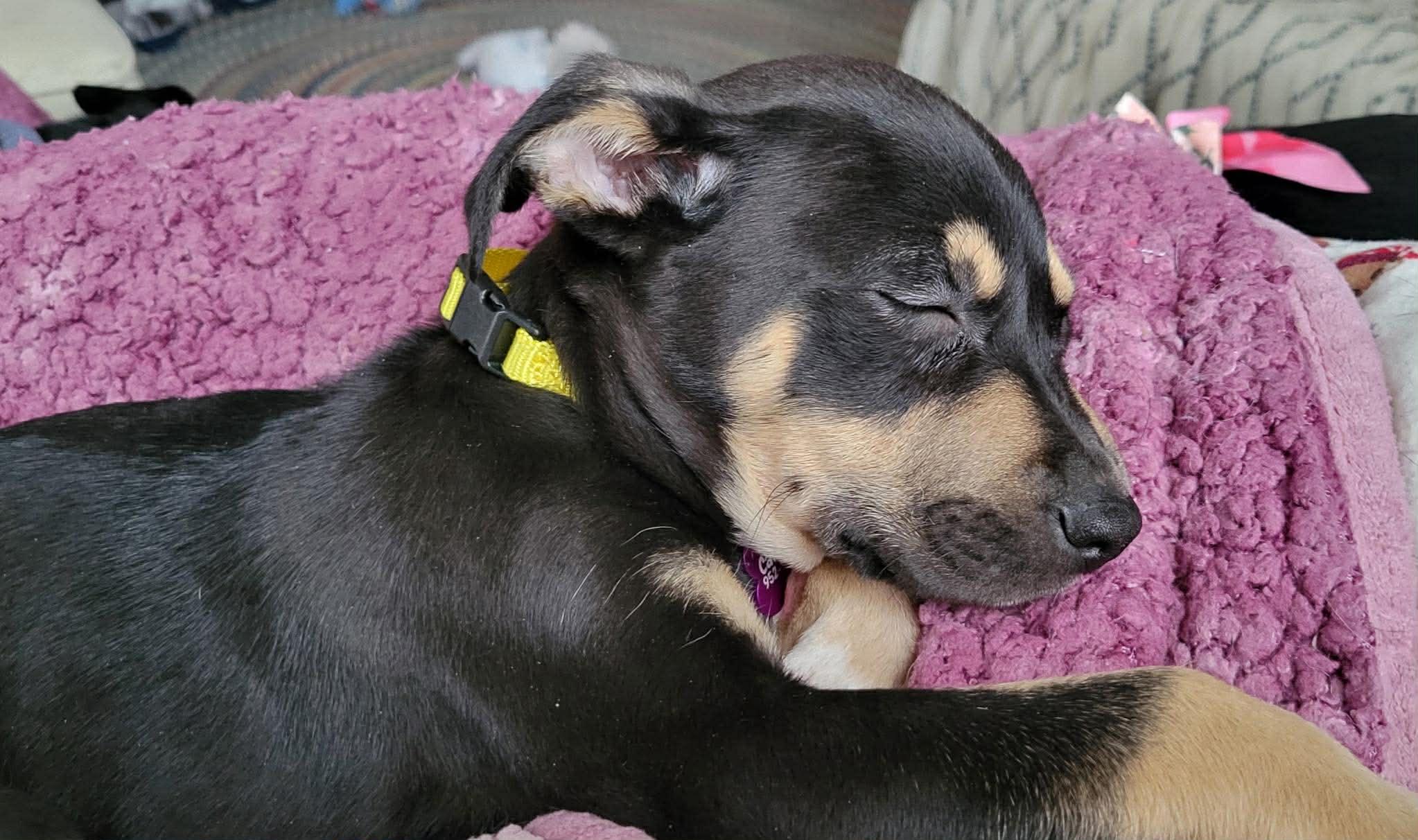 Sneezy, ADOPTABLE, Puppy Male Mixed Breed.