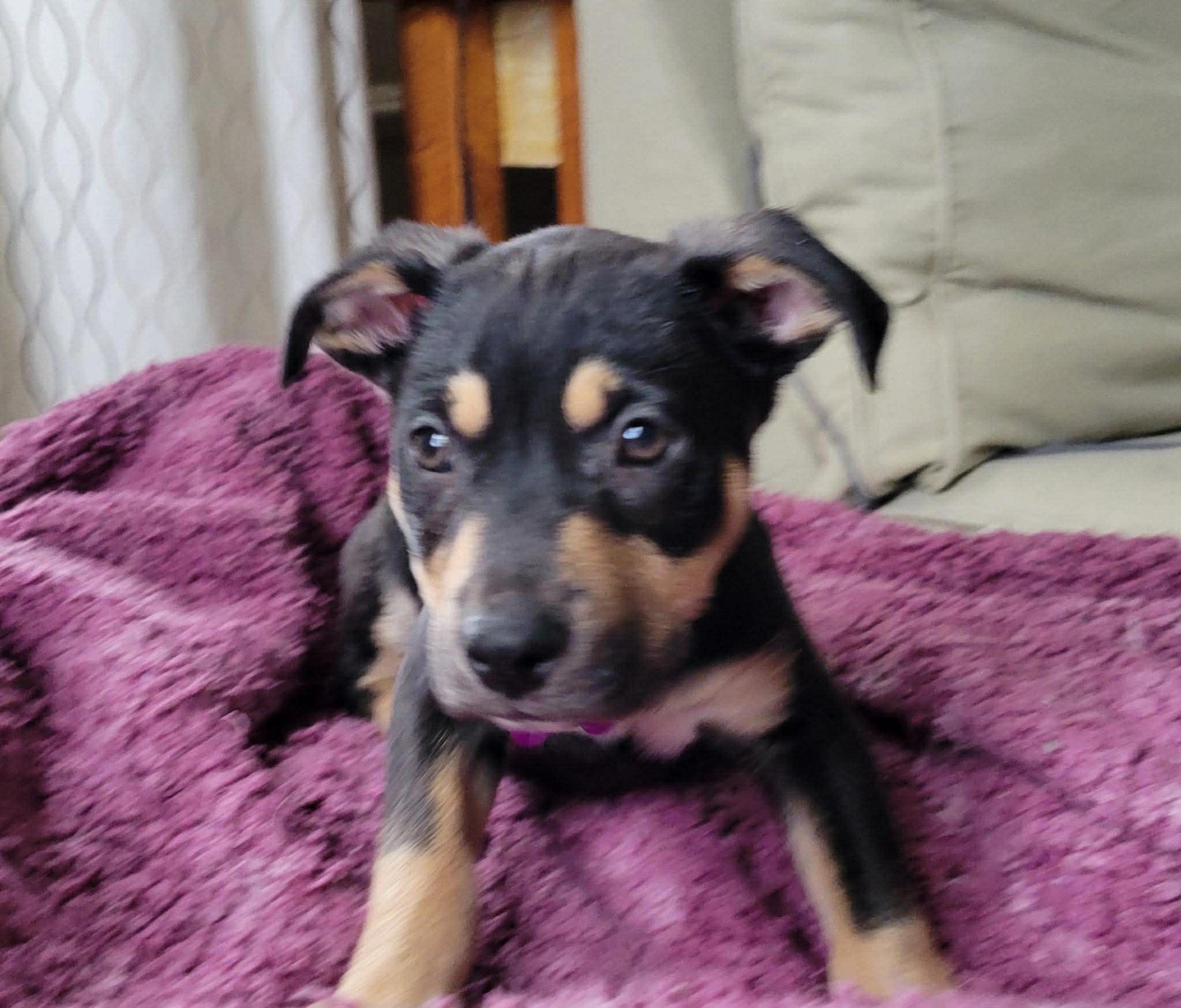 Enlarge Sneezy, a ADOPTABLE mixed breed in Brunswick, ME image 2/4