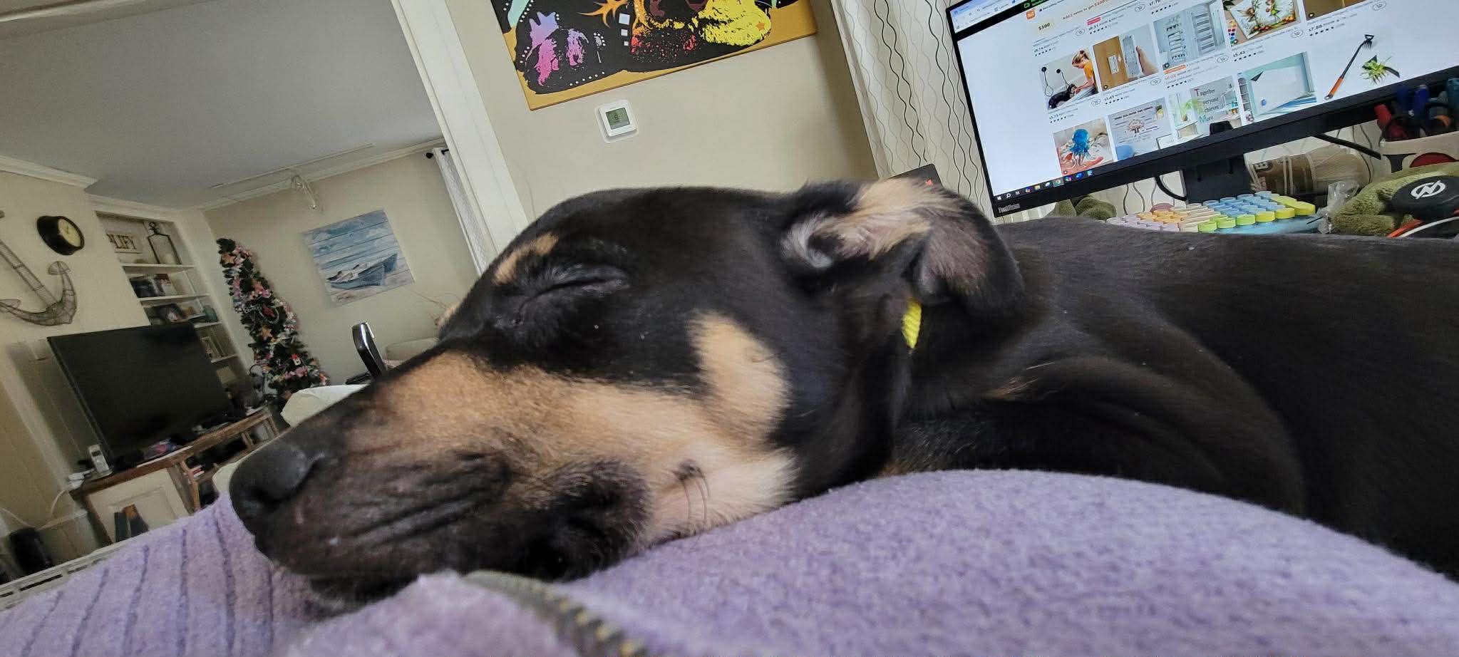 Enlarge Sneezy, a ADOPTABLE mixed breed in Brunswick, ME image 4/4