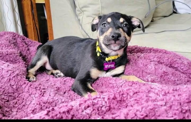 Enlarge Sneezy, a ADOPTABLE mixed breed in Brunswick, ME image 3/4