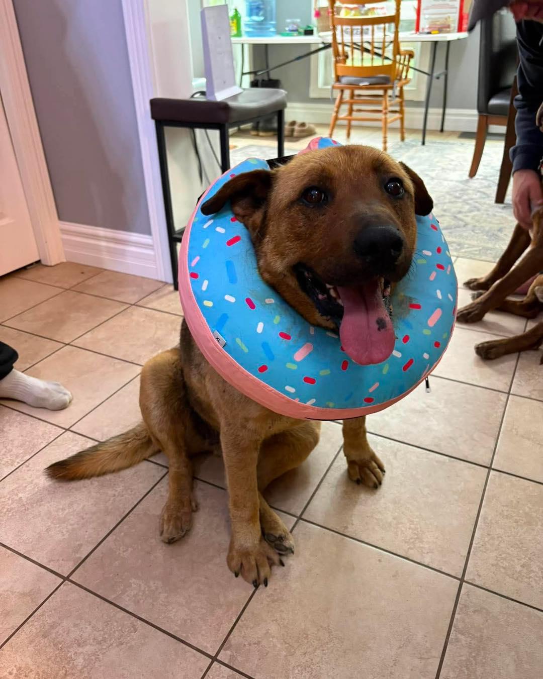 Shelby, a ADOPTABLE mixed breed in Edmonton, AB image 3/4