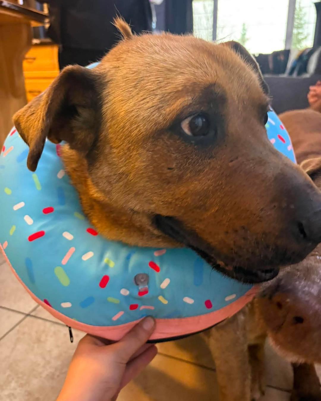 Shelby, a ADOPTABLE mixed breed in Edmonton, AB image 4/4