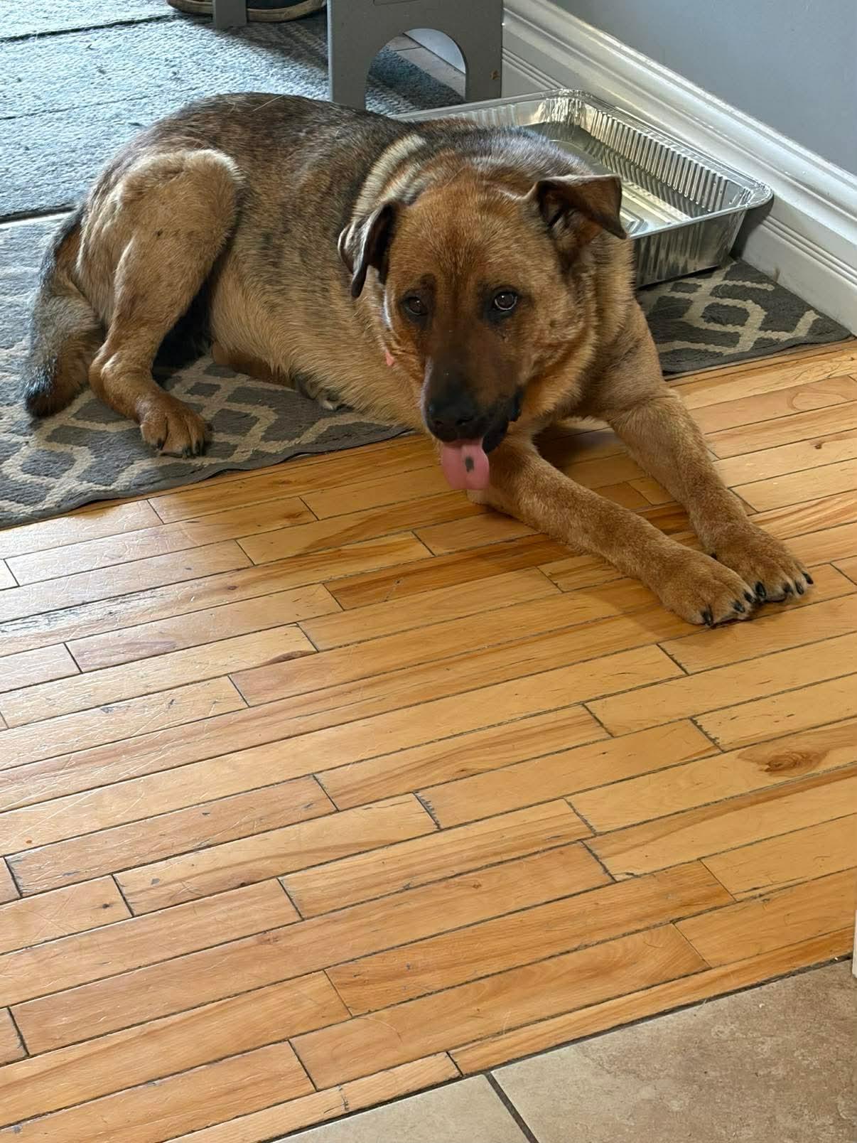 Shelby, a ADOPTABLE mixed breed in Edmonton, AB image 2/4