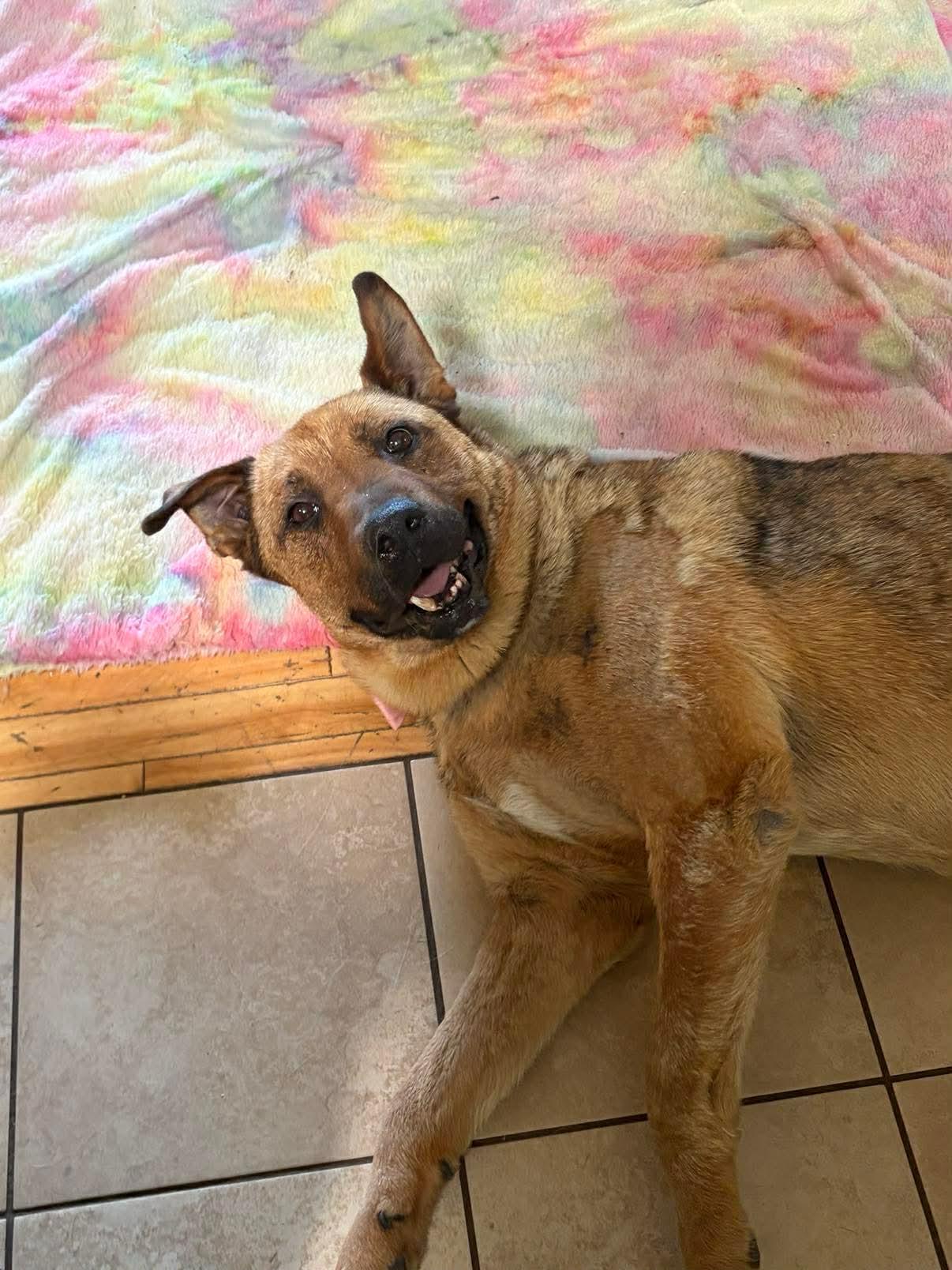 Shelby, ADOPTABLE, Senior Female Mixed Breed.