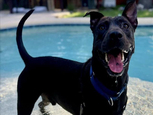 Enlarge DINOSAUR, a Adoptable mixed breed in Austin, TX image 1/1