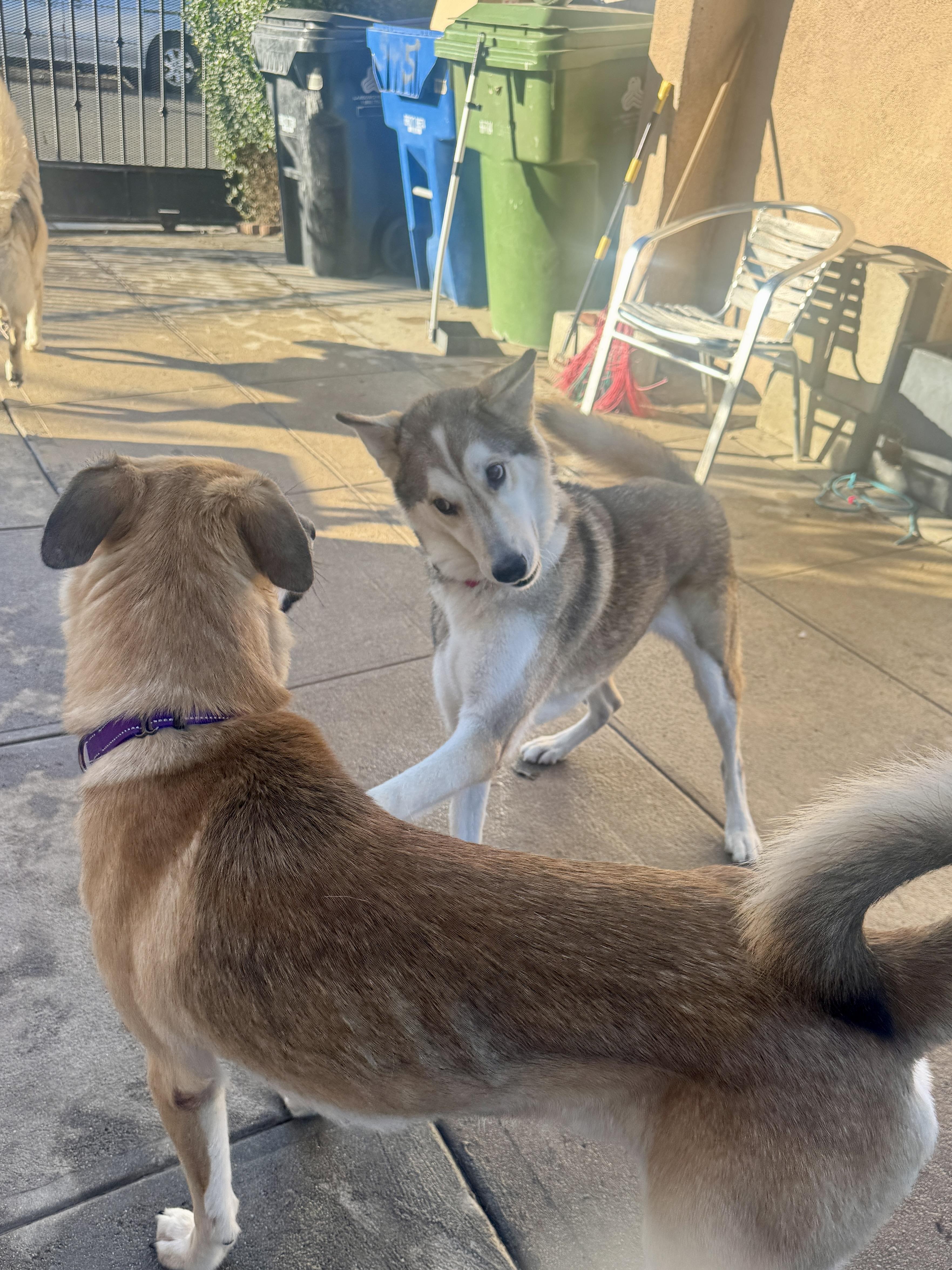 Enlarge Keesha, a ADOPTABLE mixed breed in Los Angeles, CA image 3/7