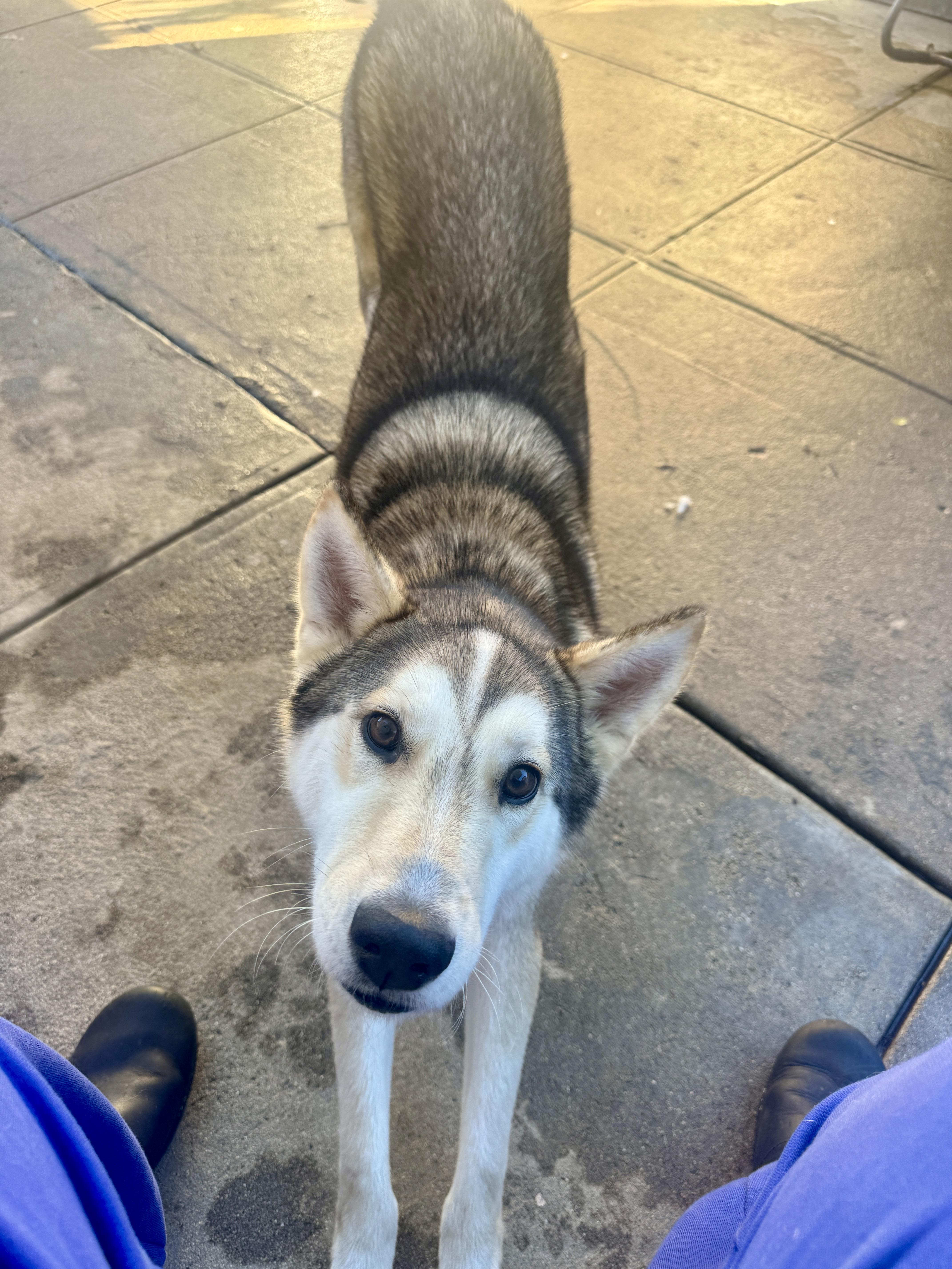 Enlarge Keesha, a ADOPTABLE mixed breed in Los Angeles, CA image 5/7