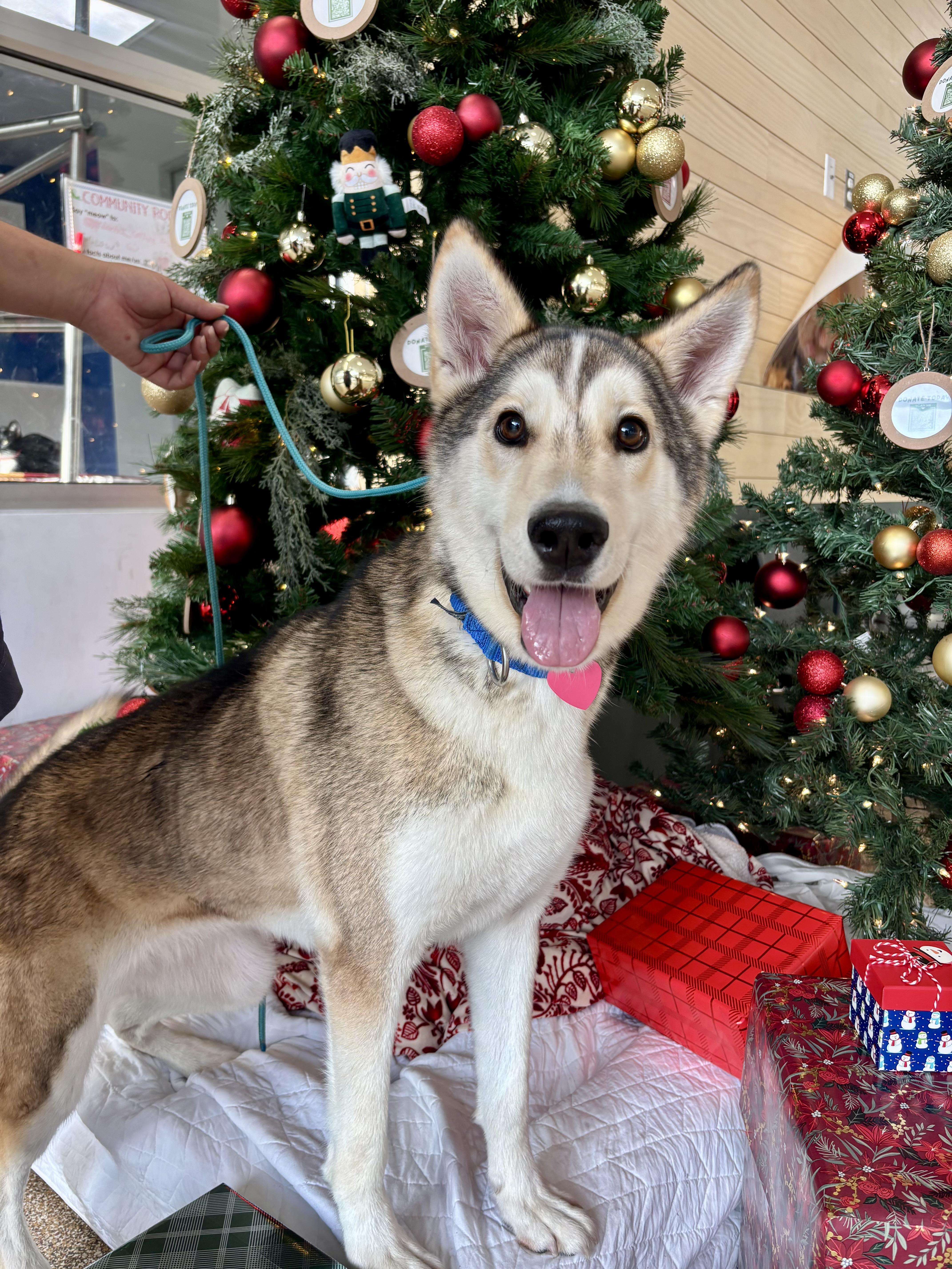 Enlarge Keesha, a ADOPTABLE mixed breed in Los Angeles, CA image 4/7