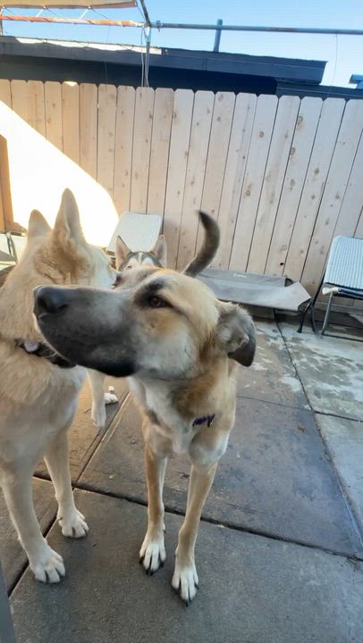 Enlarge Keesha, a ADOPTABLE mixed breed in Los Angeles, CA video 6/7