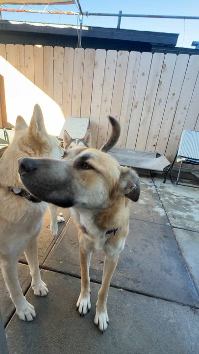 Enlarge Keesha, a ADOPTABLE mixed breed in Los Angeles, CA video 7/7