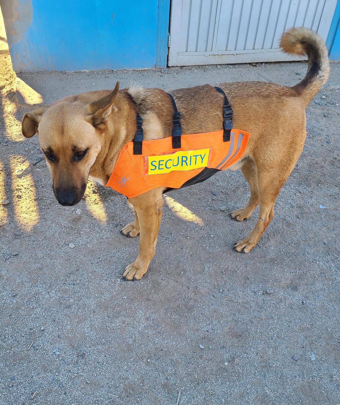 Enlarge Pablo (4), a Adoptable mixed breed in Mexicali, BCN image 3/5