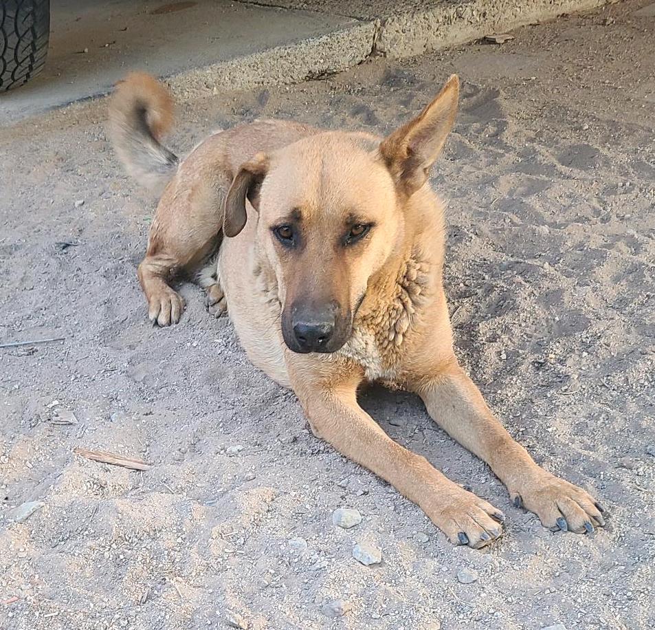 Pablo (4), an adoptable Labrador Retriever in Mexicali, BCN, 21280 | Photo Image 4