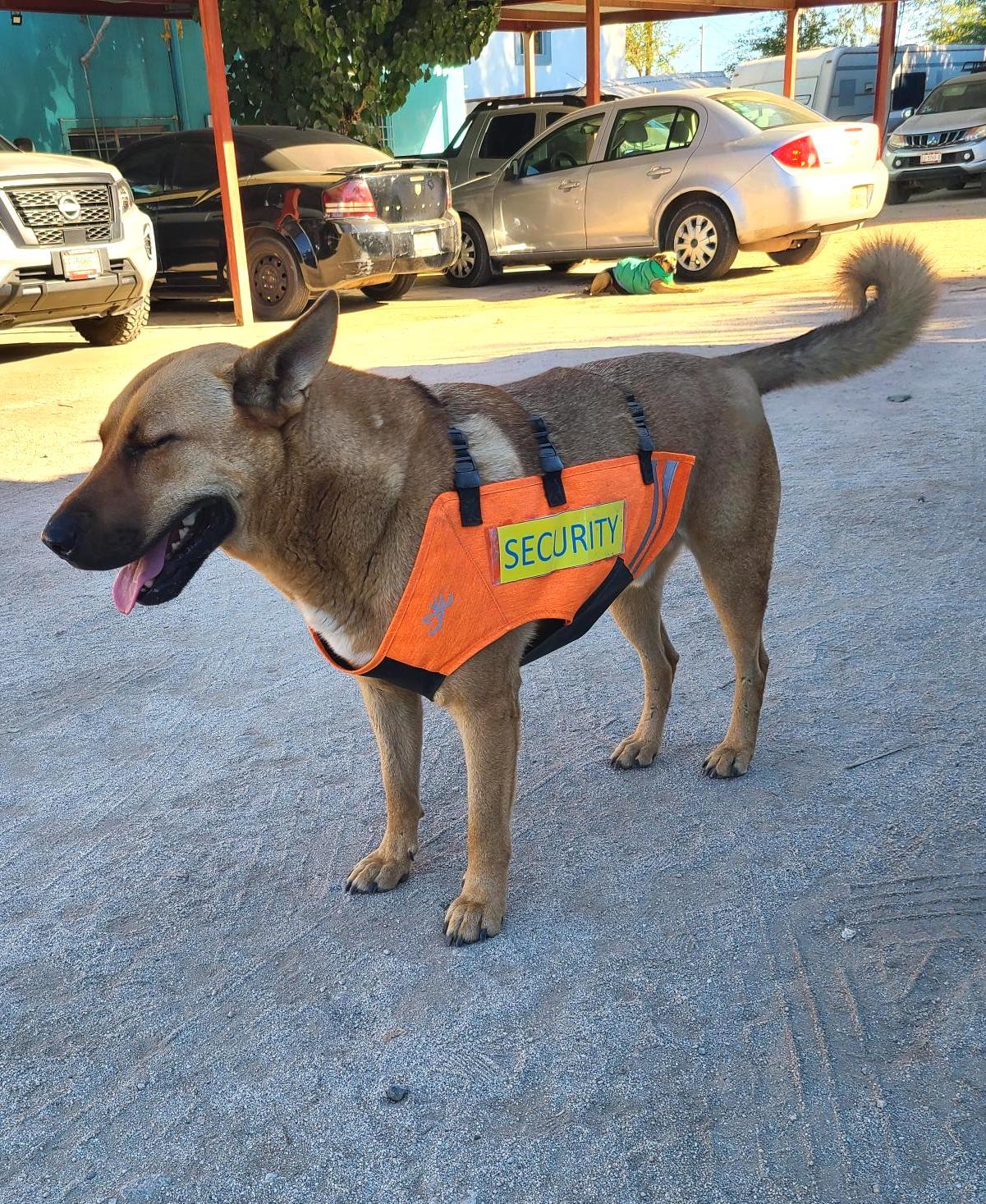 Enlarge Pablo (4), a Adoptable mixed breed in Mexicali, BCN image 4/5