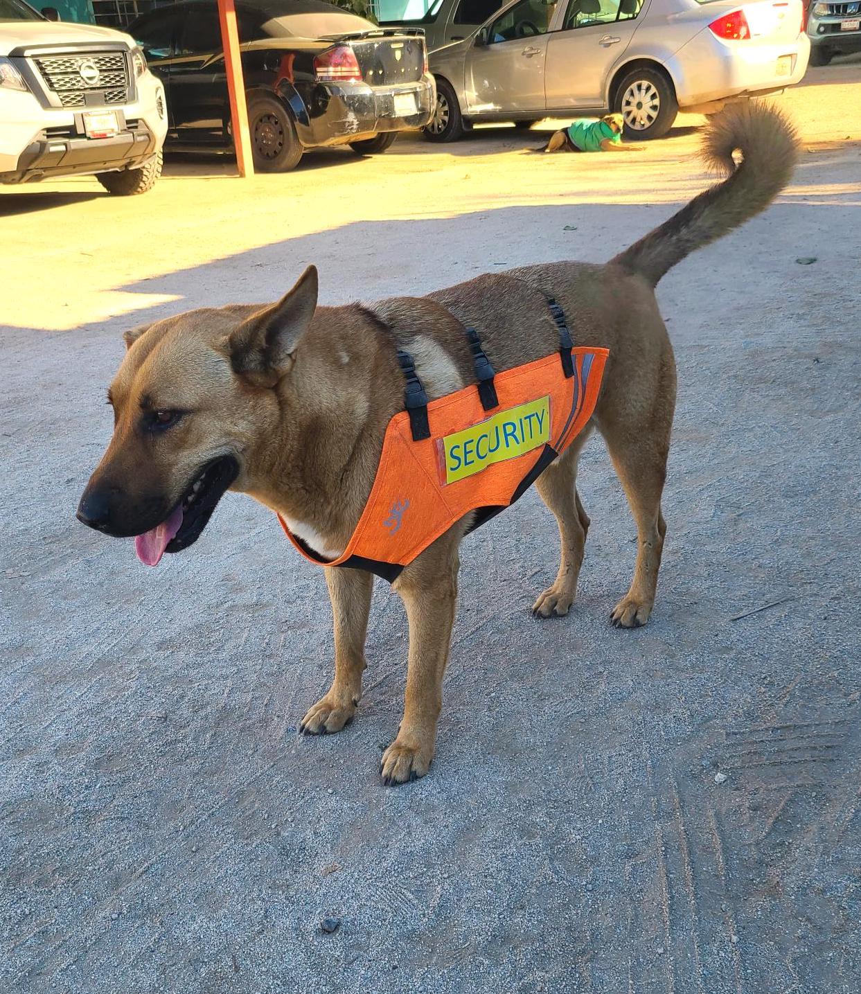 Enlarge Pablo (4), a Adoptable mixed breed in Mexicali, BCN image 5/5