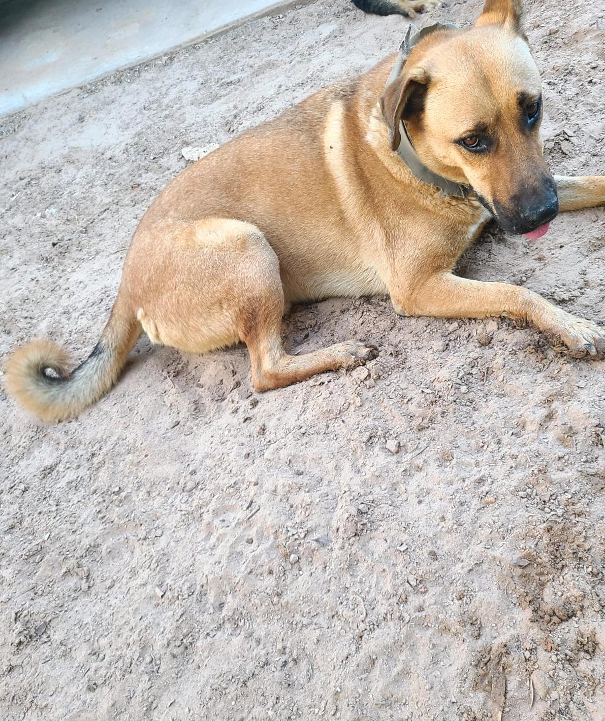 Enlarge Pablo (4), a Adoptable mixed breed in Mexicali, BCN image 2/6
