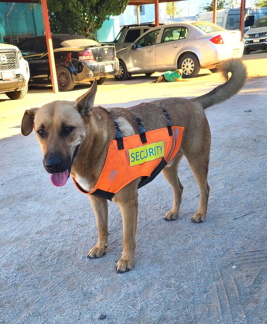 Enlarge Pablo (4), a Adoptable mixed breed in Mexicali, BCN image 2/5