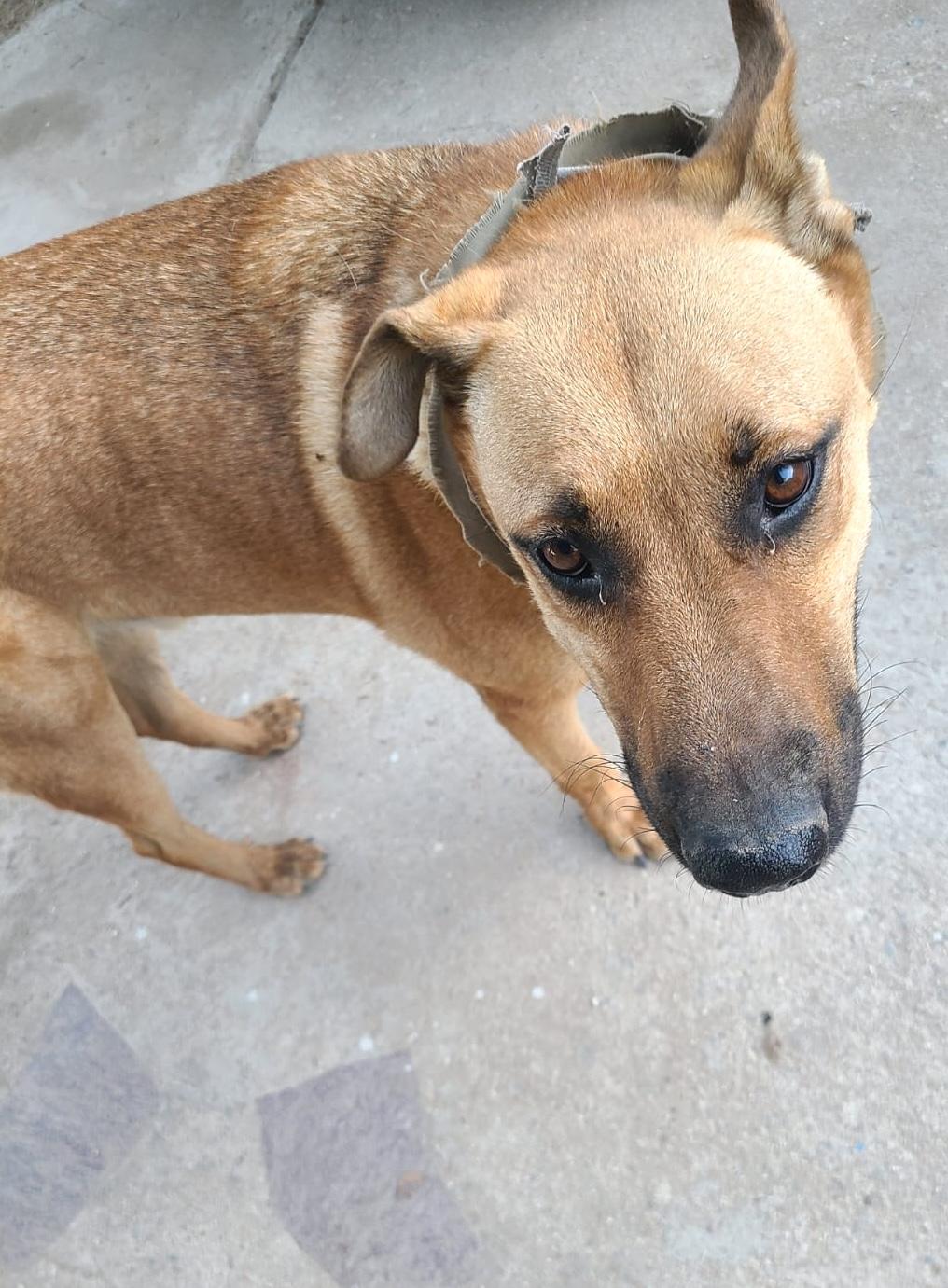 Enlarge Pablo (4), a Adoptable mixed breed in Mexicali, BCN image 1/6