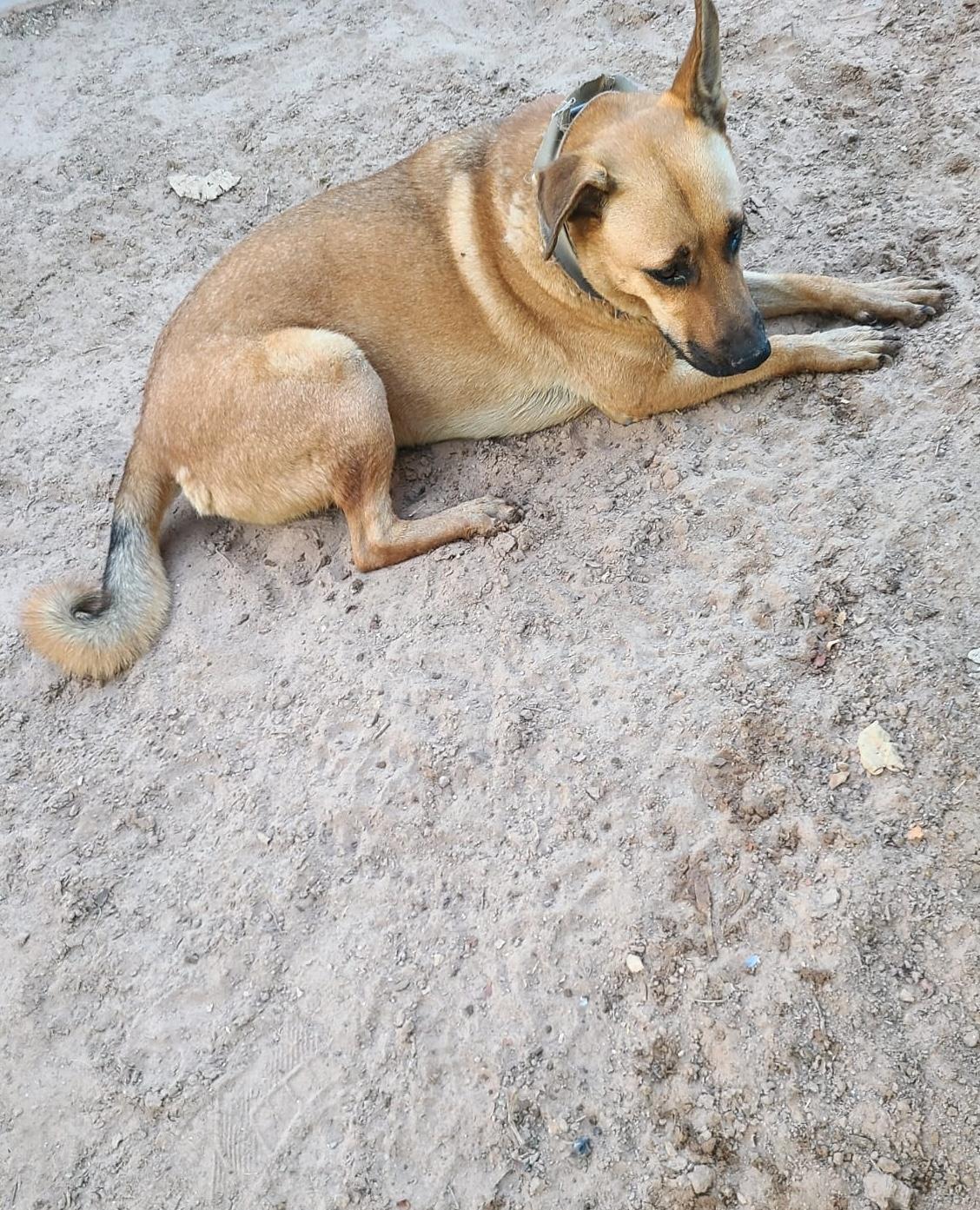 Enlarge Pablo (4), a Adoptable mixed breed in Mexicali, BCN image 4/6