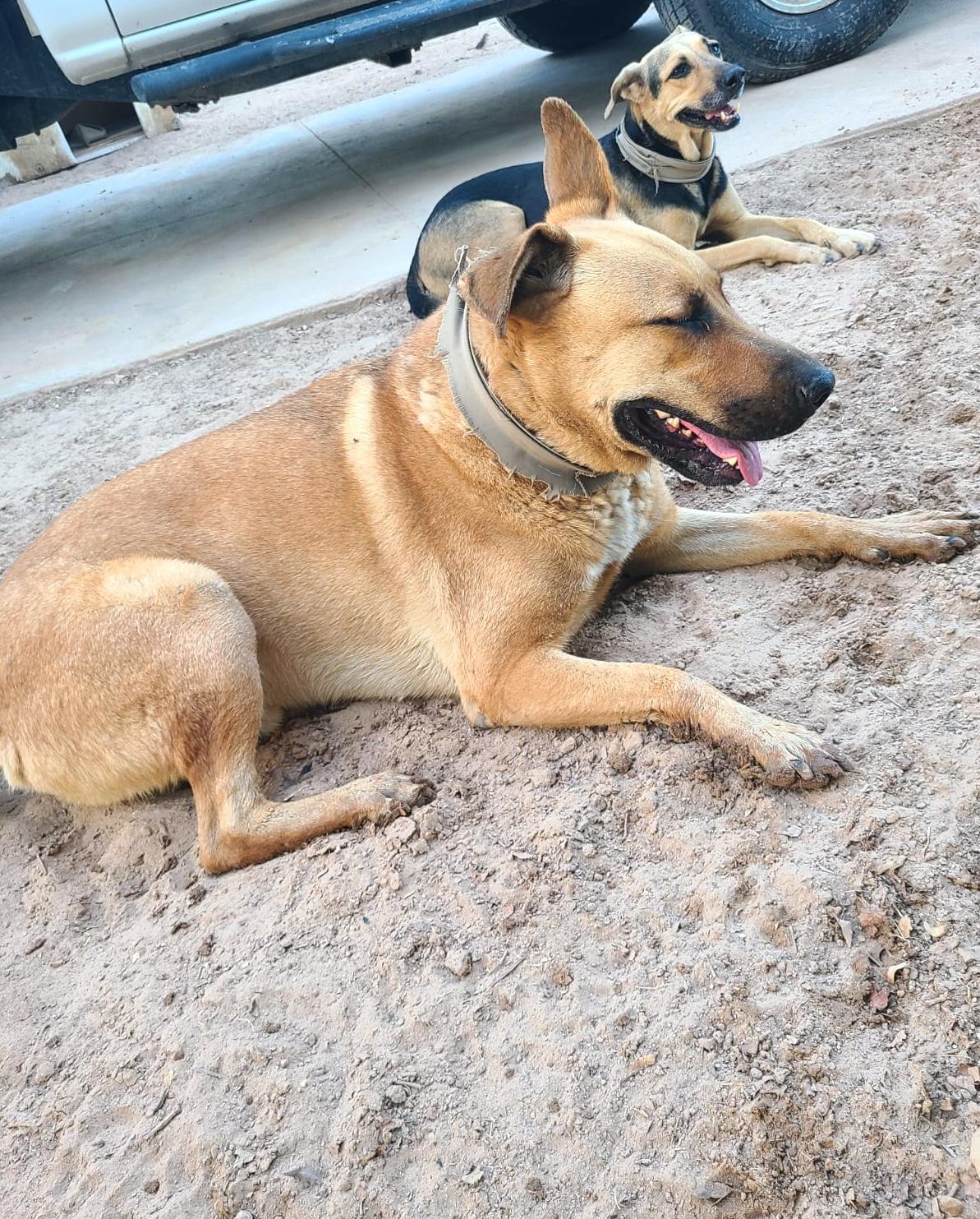Enlarge Pablo (4), a Adoptable mixed breed in Mexicali, BCN image 3/6