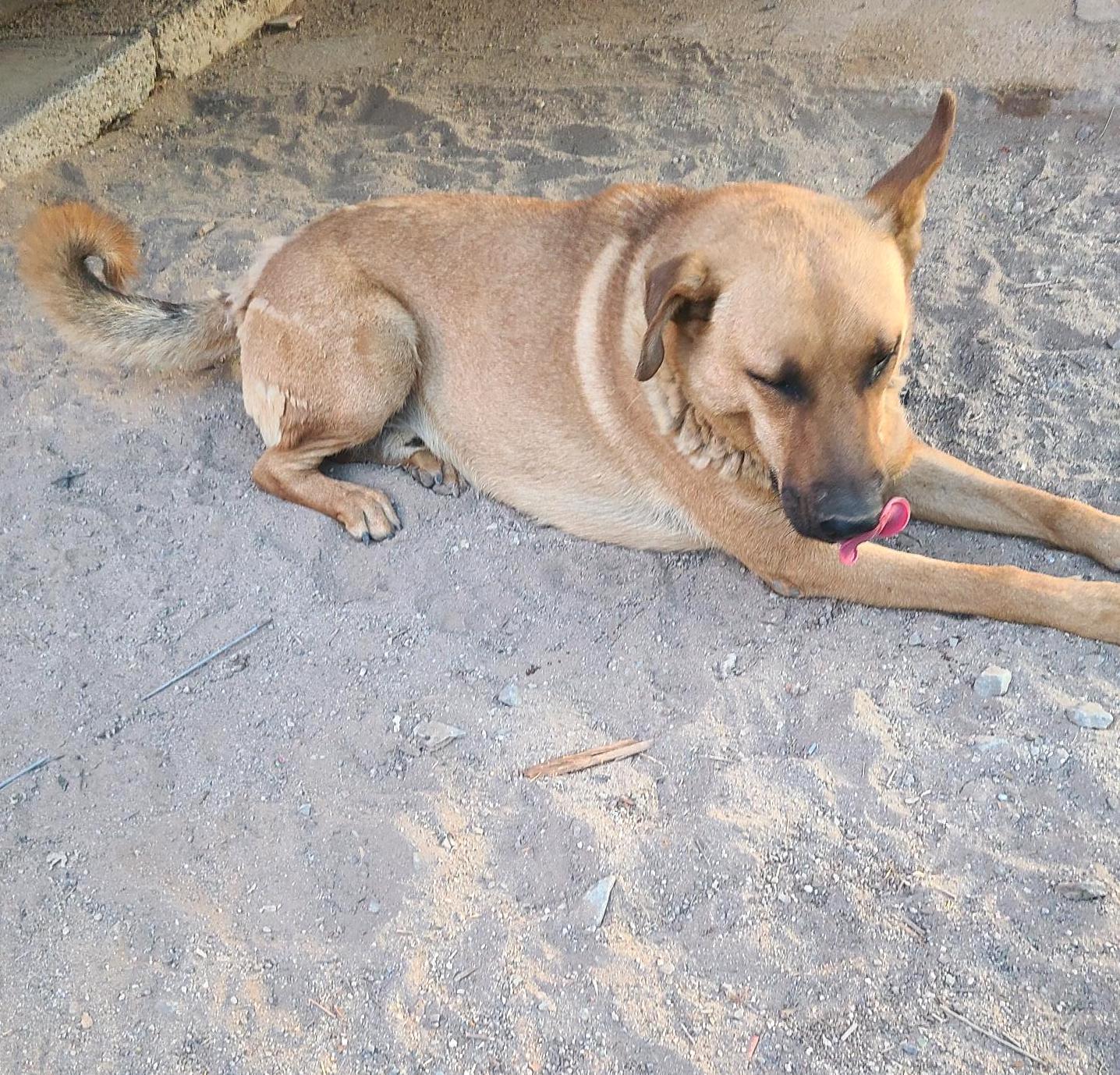Pablo (4), a Adoptable mixed breed in Mexicali, BCN image 5/6