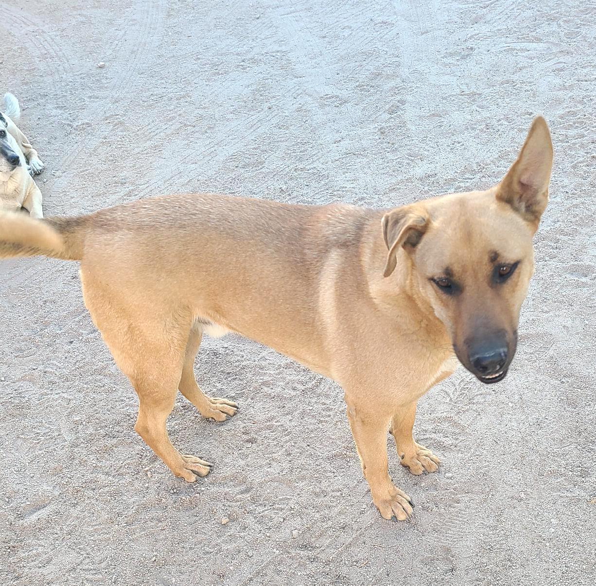 Pablo (4), an adoptable Labrador Retriever in Mexicali, BCN, 21280 | Photo Image 2