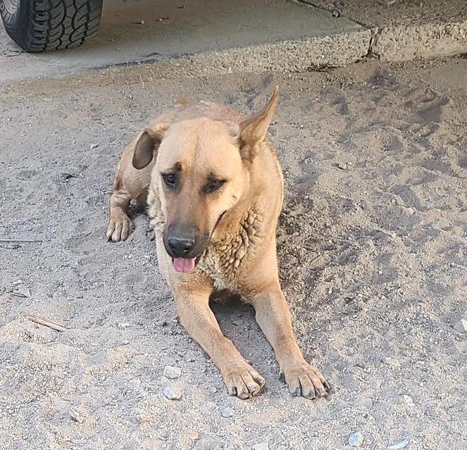 Pablo (4), an adoptable Labrador Retriever in Mexicali, BCN, 21280 | Photo Image 1