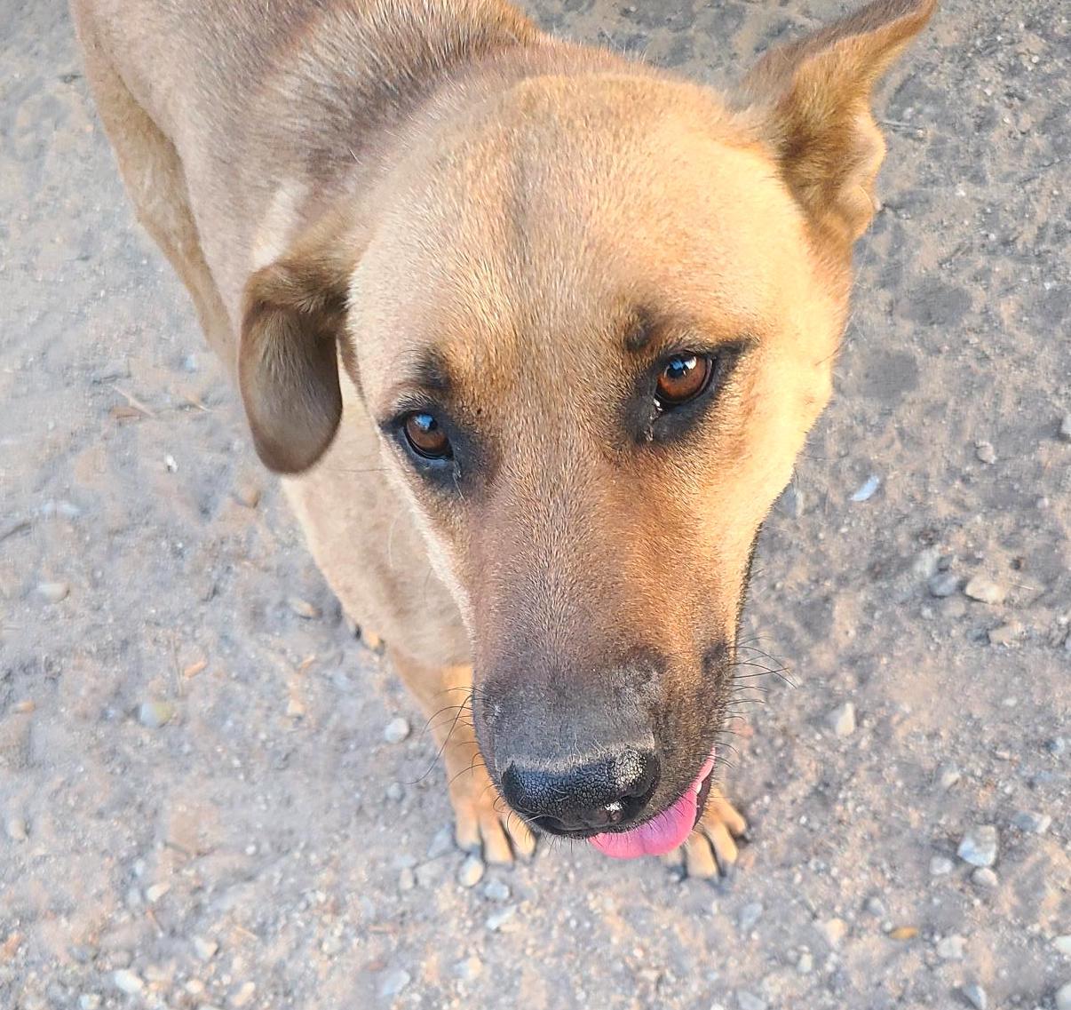Pablo (4), an adoptable Labrador Retriever in Mexicali, BCN, 21280 | Photo Image 3