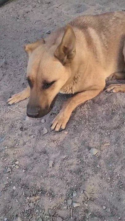 Enlarge Pablo (4), a Adoptable mixed breed in Mexicali, BCN video 6/6
