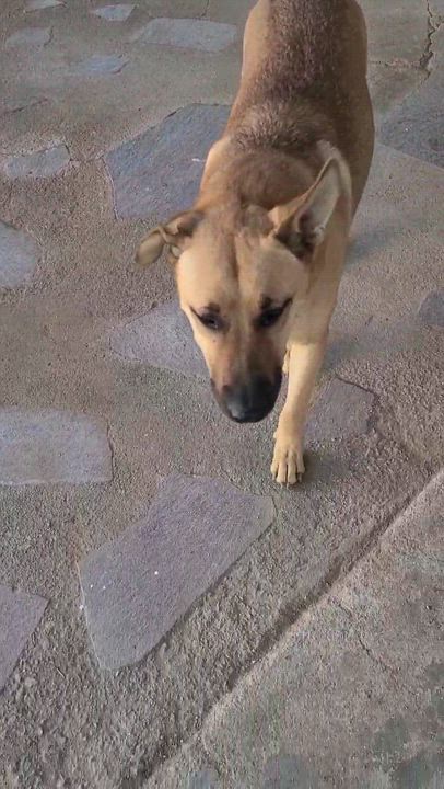 Enlarge Pablo (4), a Adoptable mixed breed in Mexicali, BCN video 1/5