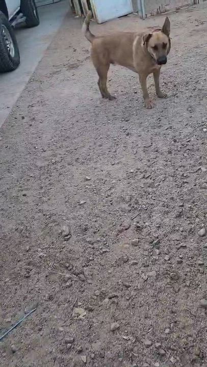 Enlarge Pablo (4), a Adoptable mixed breed in Mexicali, BCN video 6/6