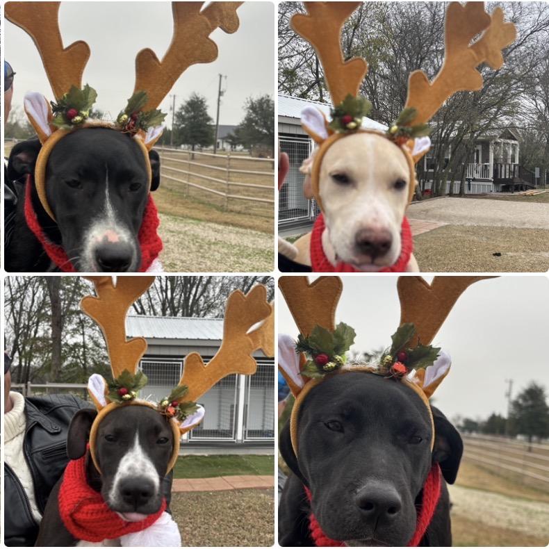 Puppies!, Adoptable, Puppy Female Labrador Retriever & Border Collie.