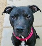 Lobo, a Adoptable mixed breed in Phoenix, AZ image 1/3