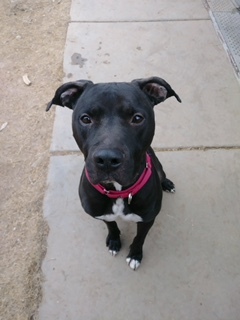 Lobo, a Adoptable mixed breed in Phoenix, AZ image 2/3