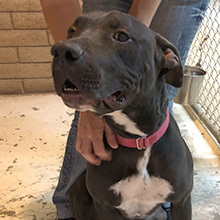 Lobo, a Adoptable mixed breed in Phoenix, AZ image 3/3