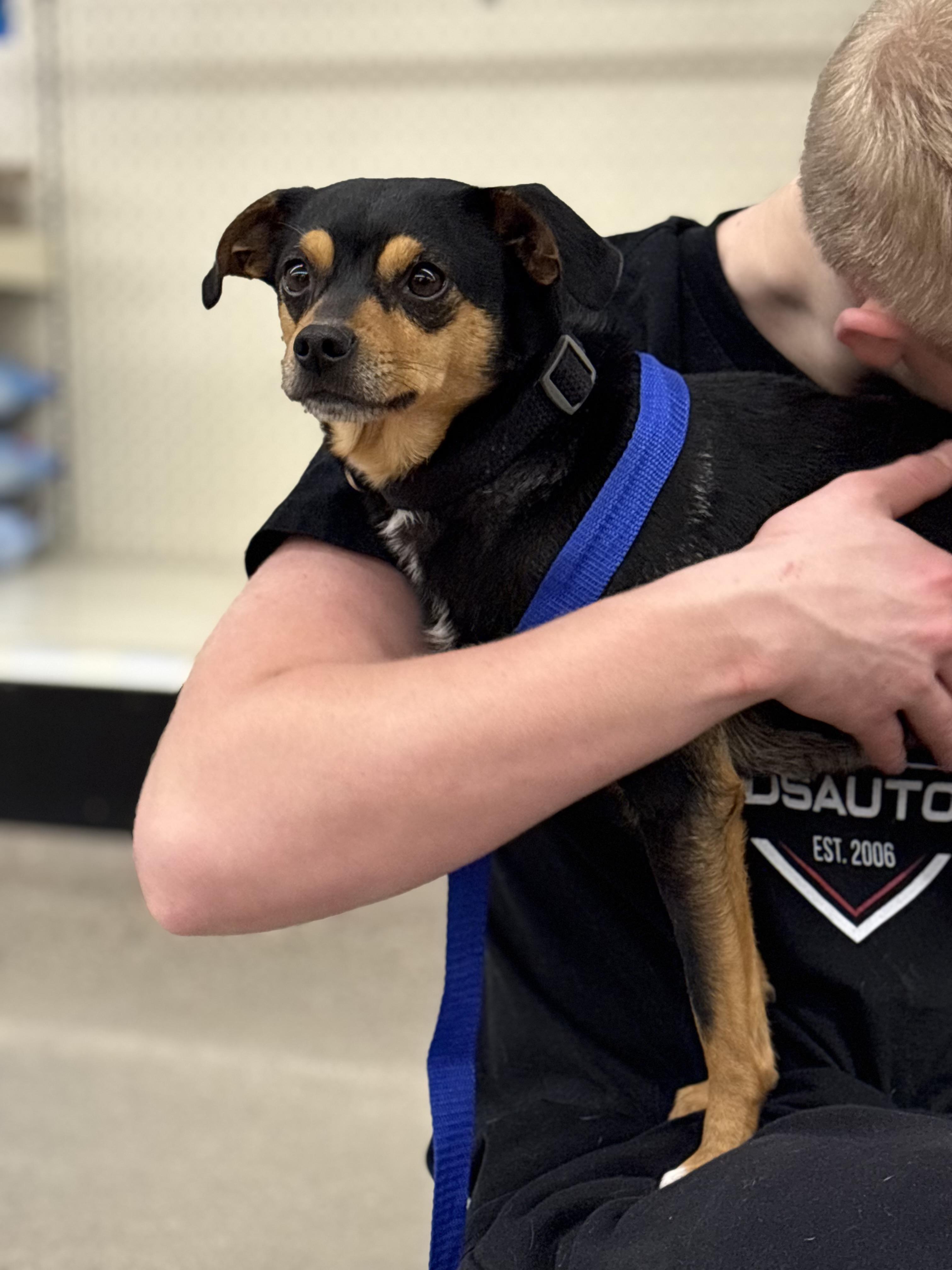 Enlarge Bugsby, a Adoptable mixed breed in Zimmerman, MN image 1/3