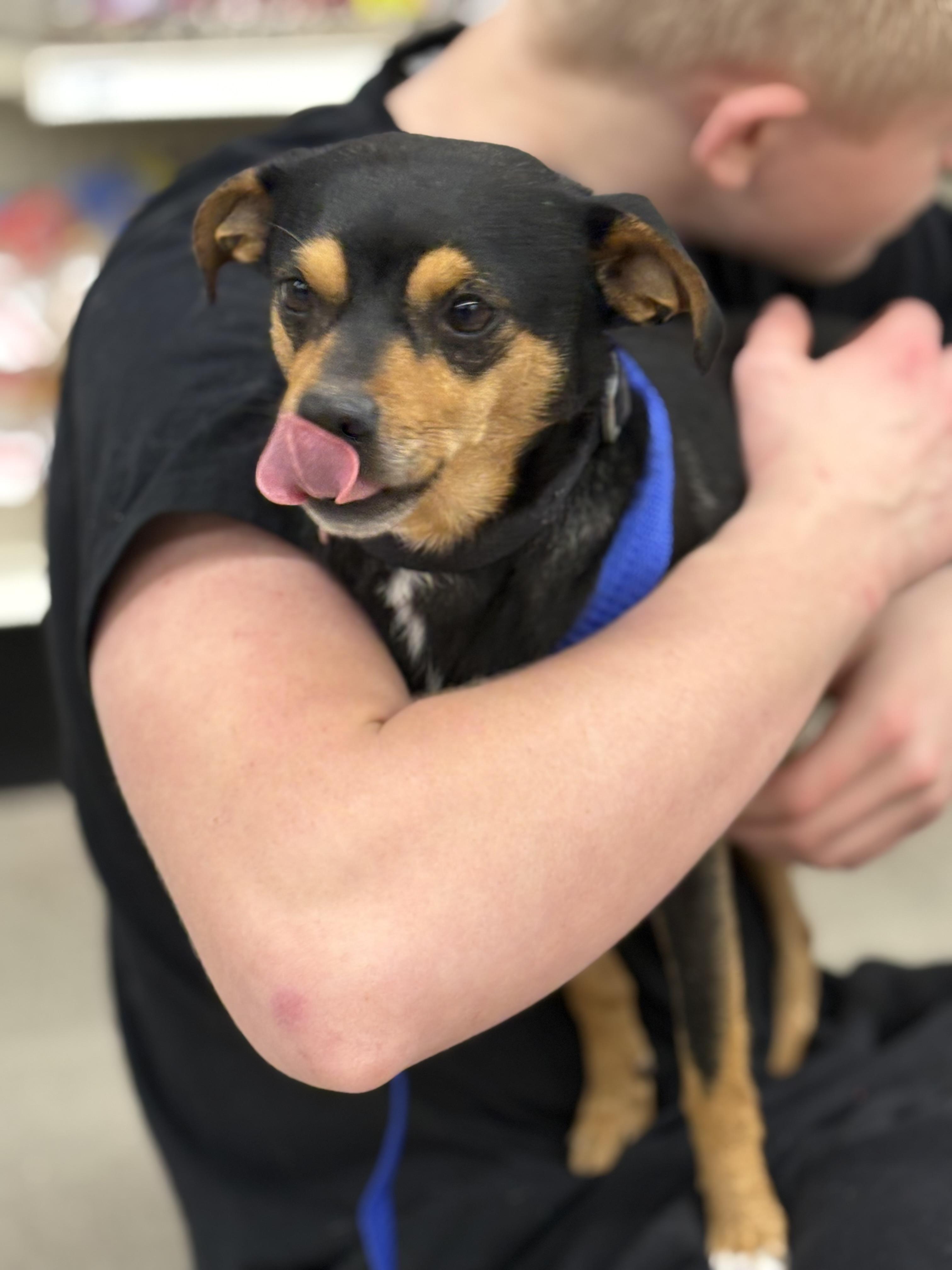 Enlarge Bugsby, a Adoptable mixed breed in Zimmerman, MN image 3/3