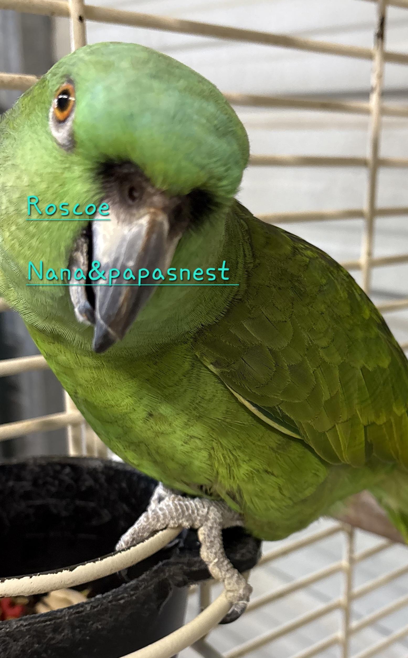 Roscoe, Adoptable, Adult Male Amazon.