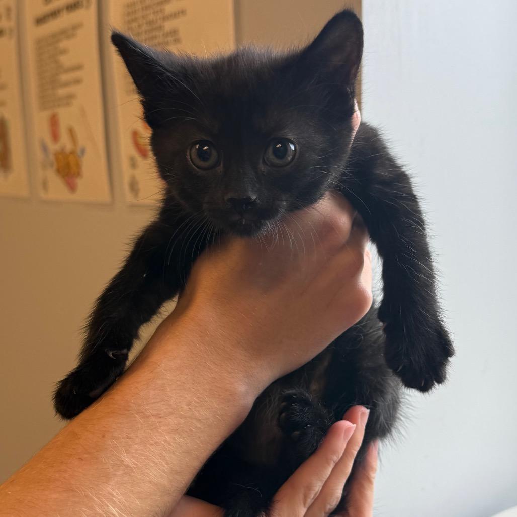Bear, Adoptable, Kitten Female Domestic Medium Hair.