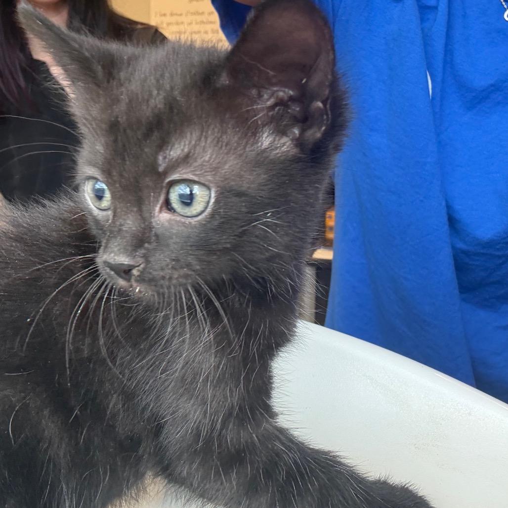 Enlarge Bear, a Adoptable Domestic Medium Hair in Tuscaloosa, AL image 2/2