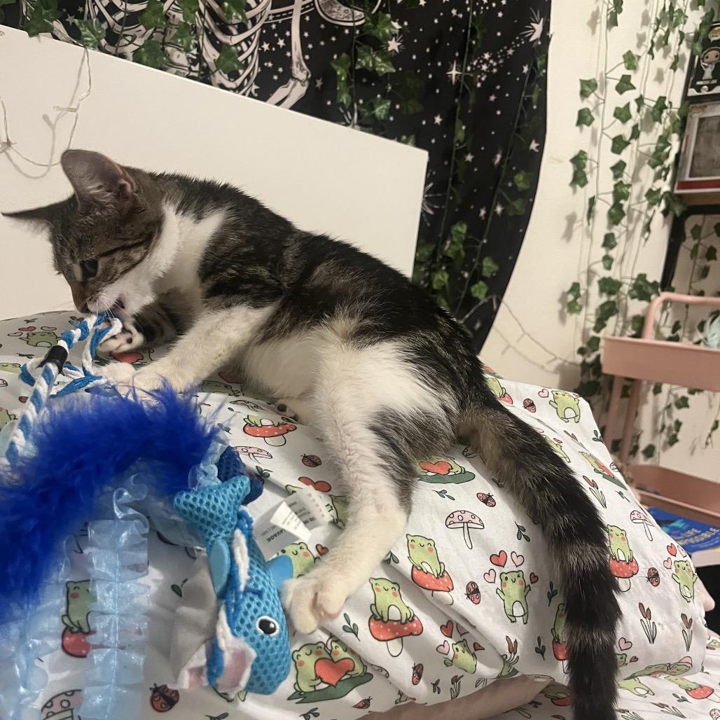Enlarge Millie Bobby Brown, a Adoptable Domestic Short Hair in Port Richey, FL image 1/6
