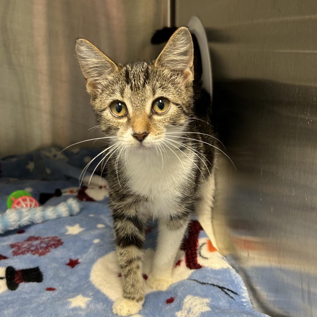 Enlarge Millie Bobby Brown, a Adoptable Domestic Short Hair in Port Richey, FL image 2/6