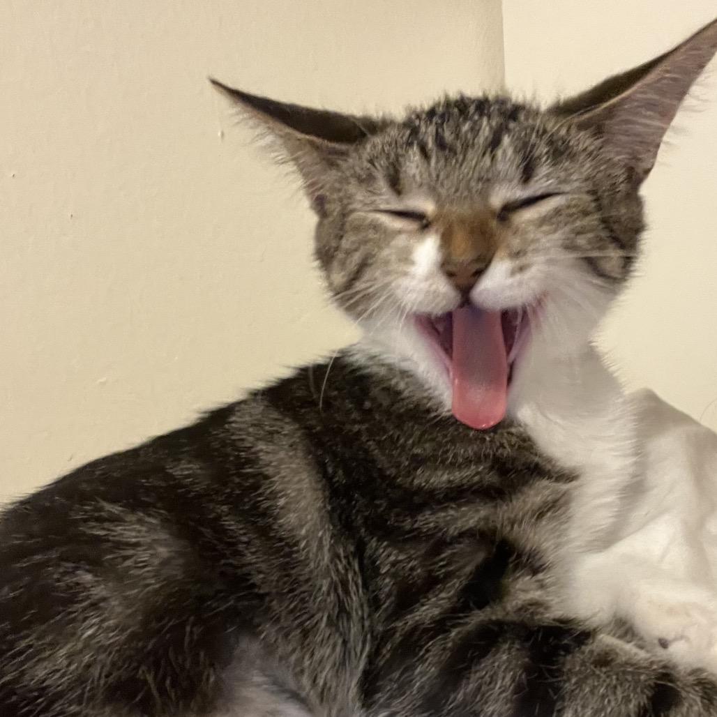 Enlarge Millie Bobby Brown, a Adoptable Domestic Short Hair in Port Richey, FL image 3/6