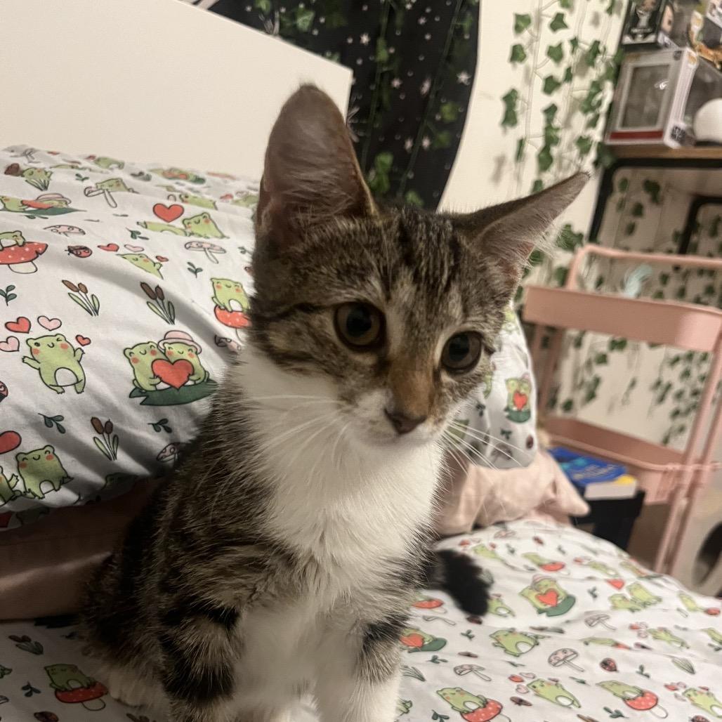Enlarge Millie Bobby Brown, a Adoptable Domestic Short Hair in Port Richey, FL image 4/6
