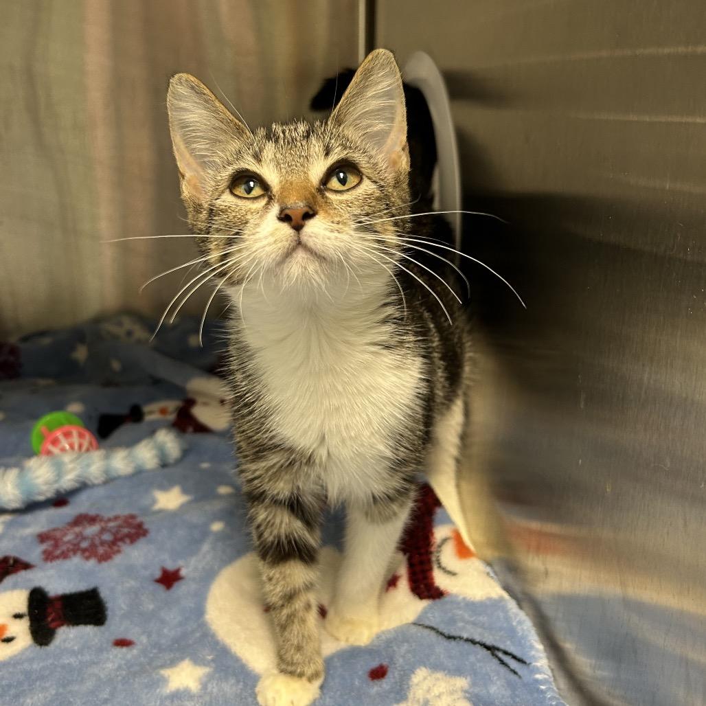 Enlarge Millie Bobby Brown, a Adoptable Domestic Short Hair in Port Richey, FL image 5/6