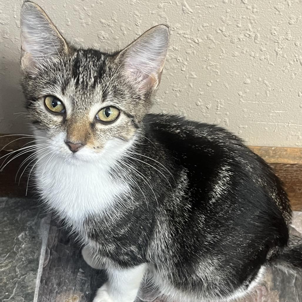 Enlarge Millie Bobby Brown, a Adoptable Domestic Short Hair in Port Richey, FL image 6/6